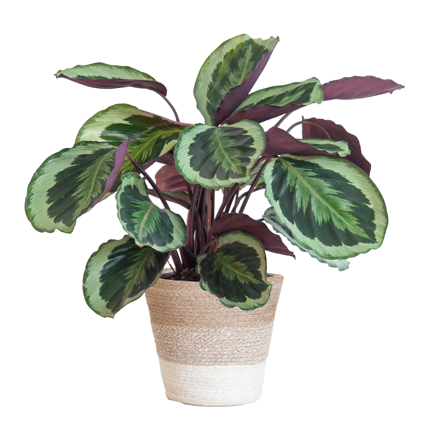 Duurzame Calathea Medaillon makkelijk online planten kopenbij hopongreen.