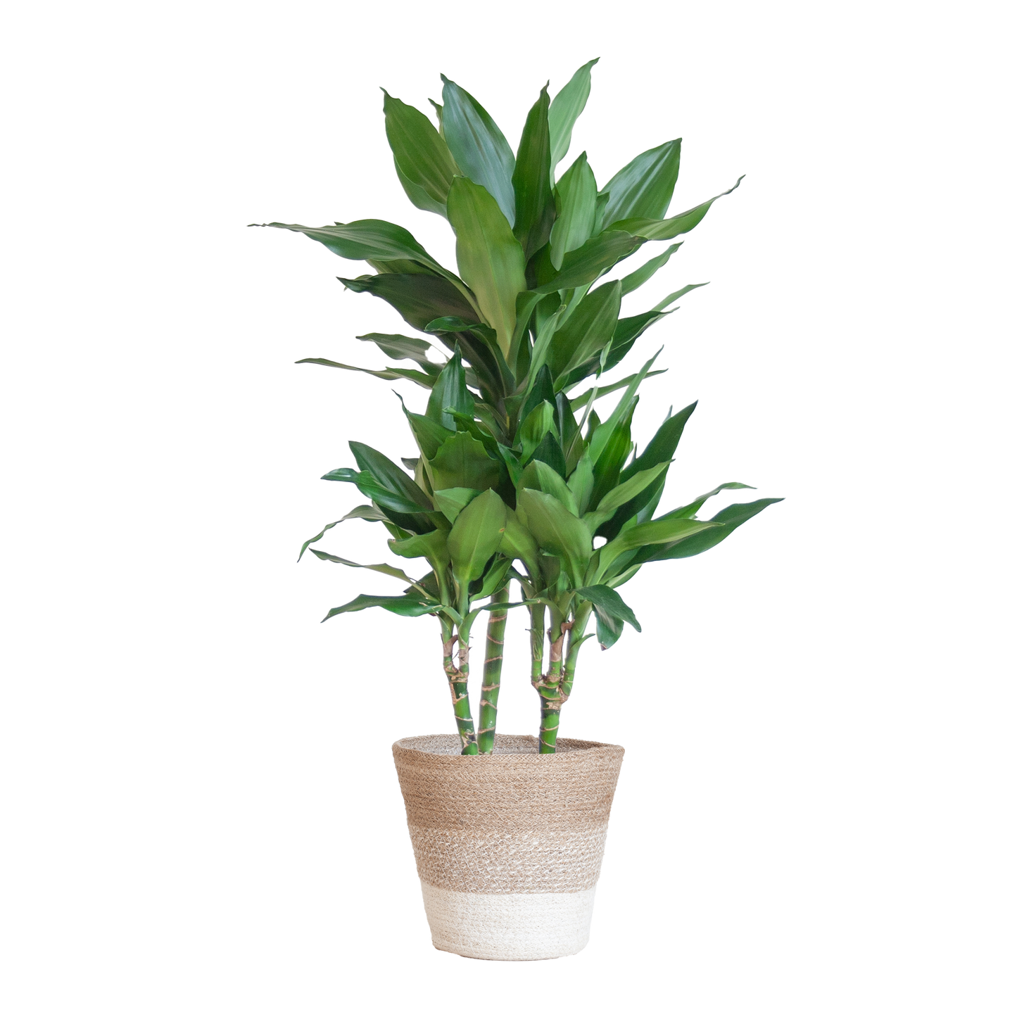 Duurzame Kamerplant Kopen Online - Dracaena Janet Lind, Groene Planten Snel en Makkelijk!