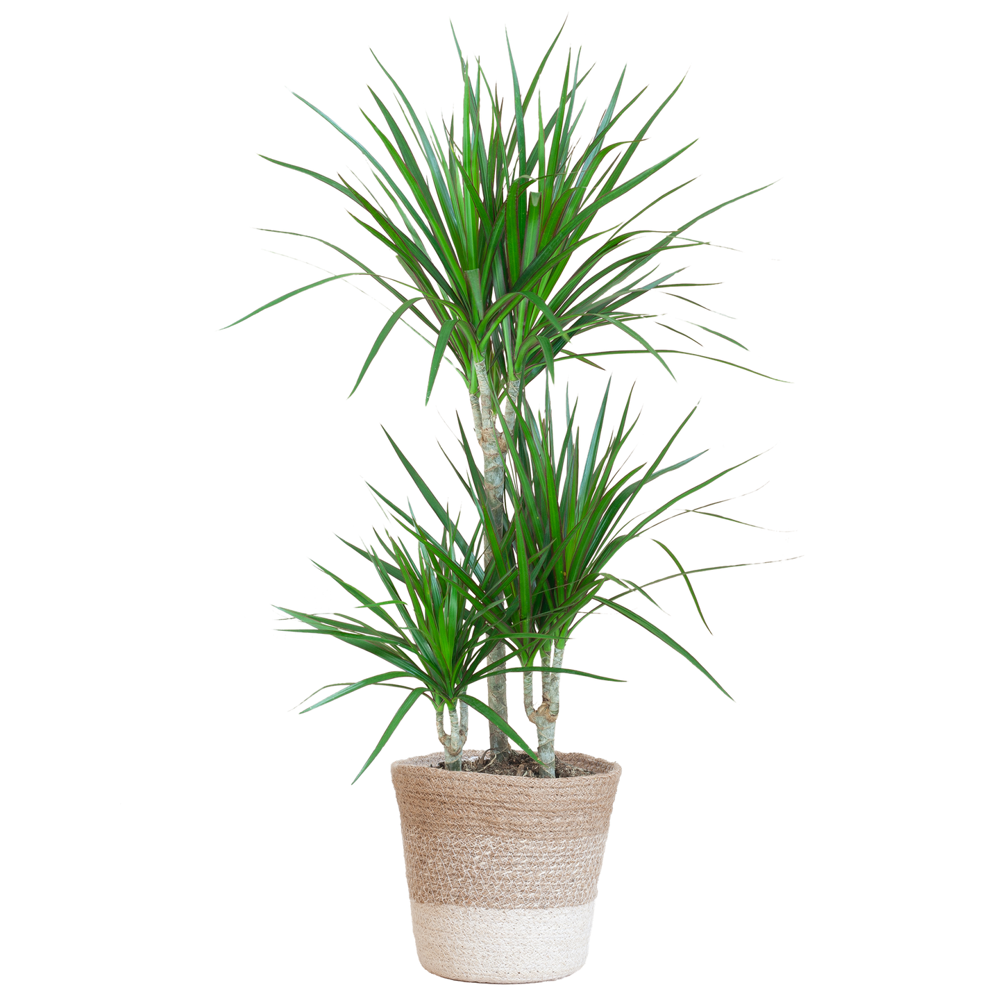 Duurzame kamerplant Dracaena Marginata online kopen. Gemakkelijk te verzorgen, ideaal voor elke kamer. Vergroen je huis met onze planten en bestel snel online!