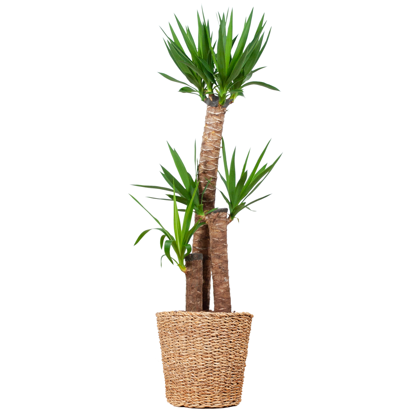 Duurzame kamerplant eenvoudig online planten kopen Yucca XL luchtzuiverend onderhoudsvriendelijk snel geleverd perfect voor elk interieur