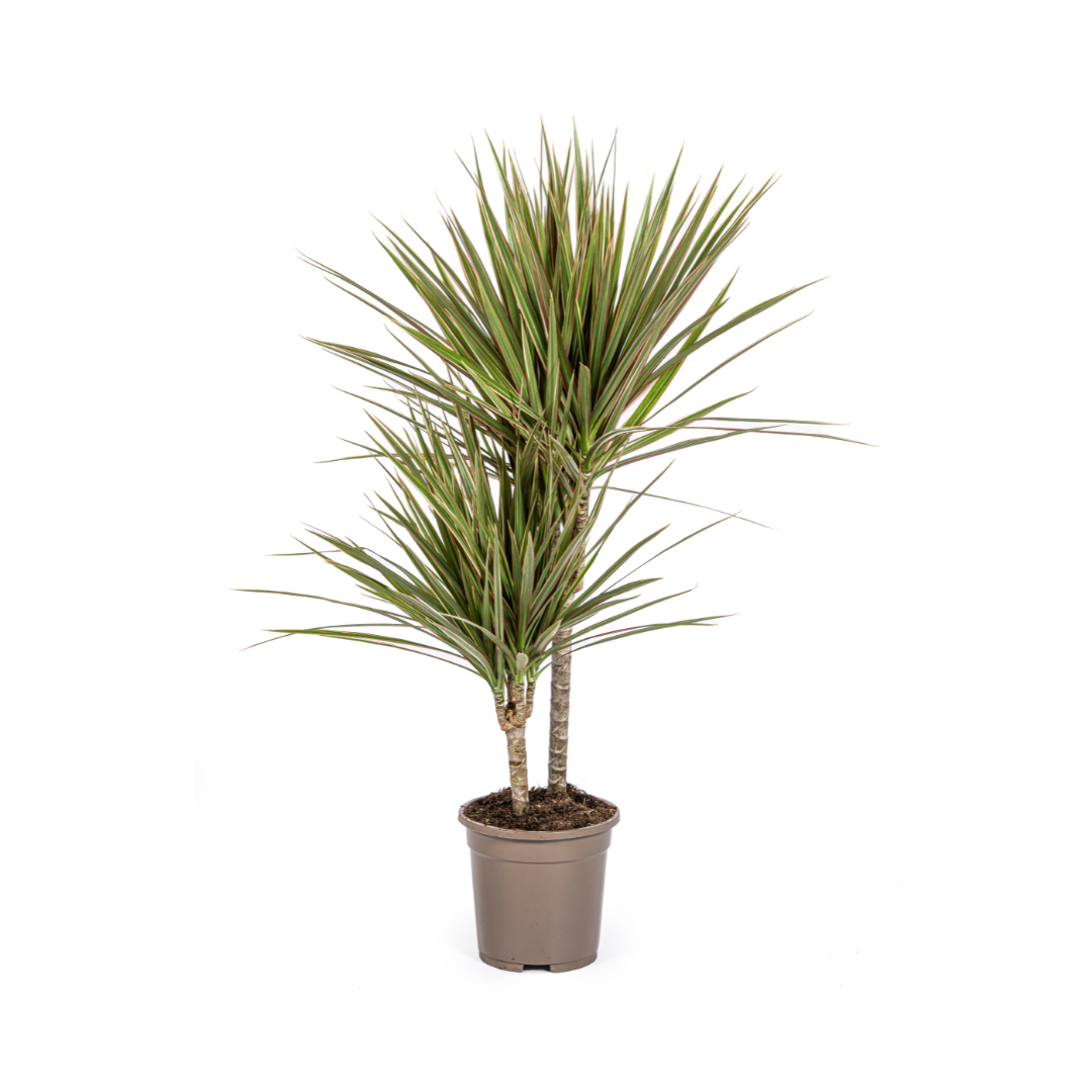 Duurzame kamerplant gekweekt met biologische gewas bescherming. Online planten kopen rechtstreeks van de kweker. Gezonde groene planten bestellen.