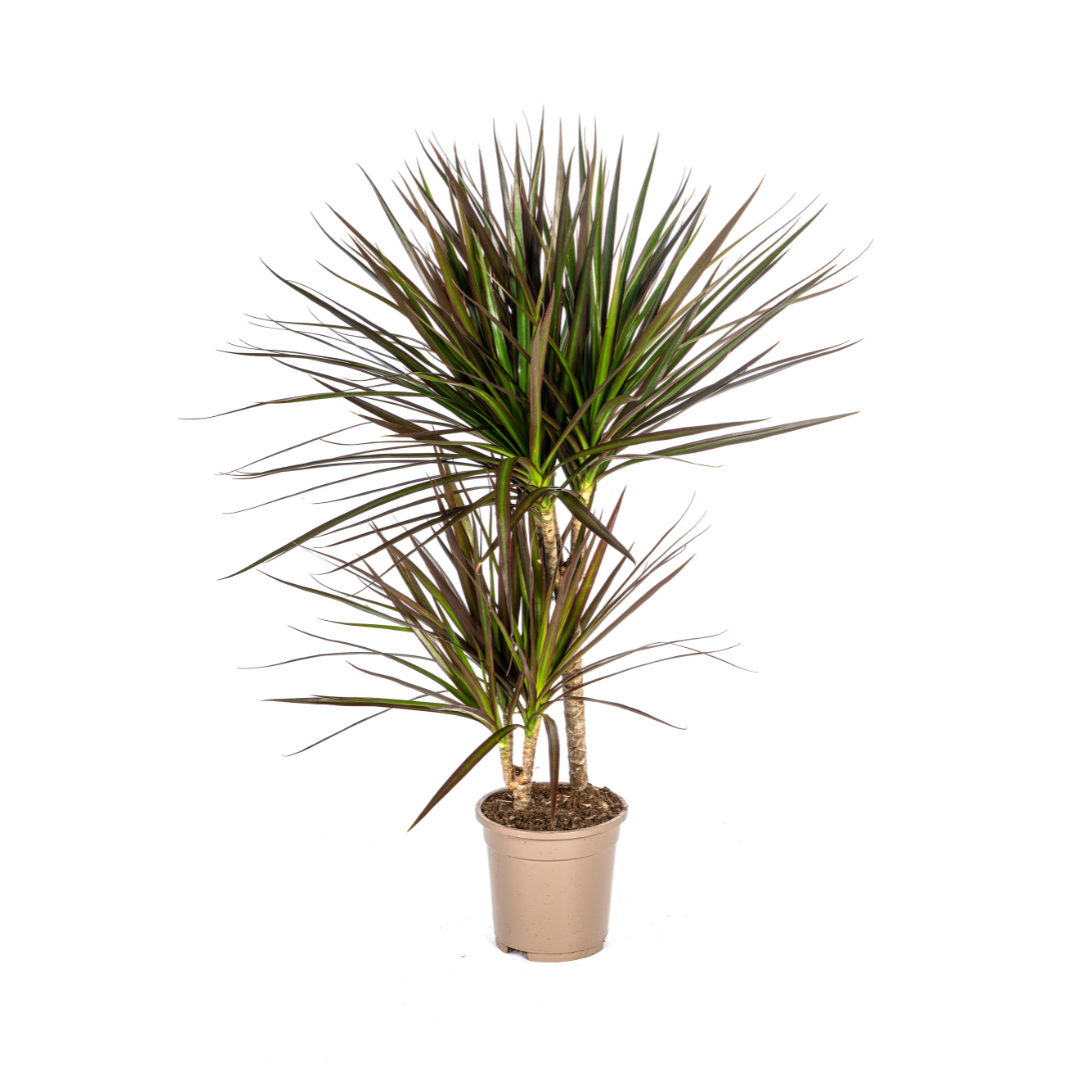 Duurzame kamerplant kopen
Met biologische gewasbescherming geteeld
Exotische Dracaena Marginata Magenta voor jouw interieur
Online planten snel en verantwoord geleverd
Breng stijl en groen in je huis