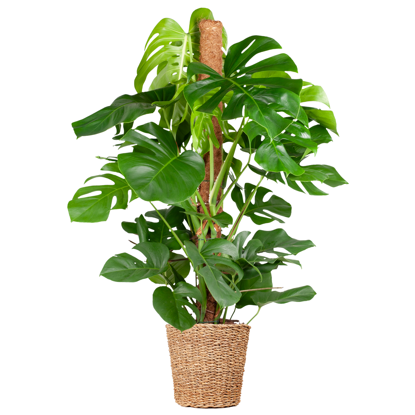 Duurzame kamerplant kopen, Monstera Deliciosa online bestellen. Planten kopen was nog nooit zo makkelijk. Prachtige Gatenplant voor je interieur, eenvoudig te verzorgen.