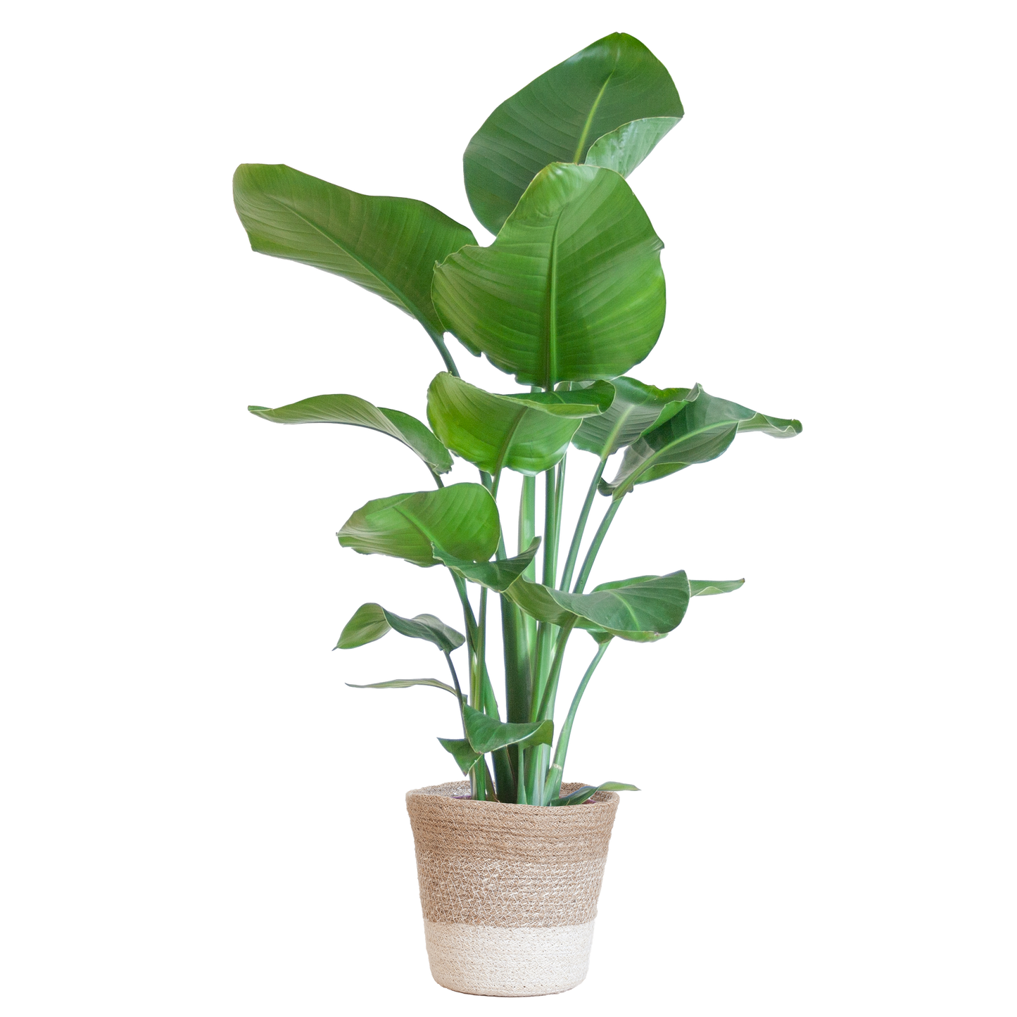 Duurzame kamerplant kopen? Ontdek onze online planten collectie. Makkelijk planten kopen voor jouw huis. Breng groen in je interieur met prachtige kamerplanten!