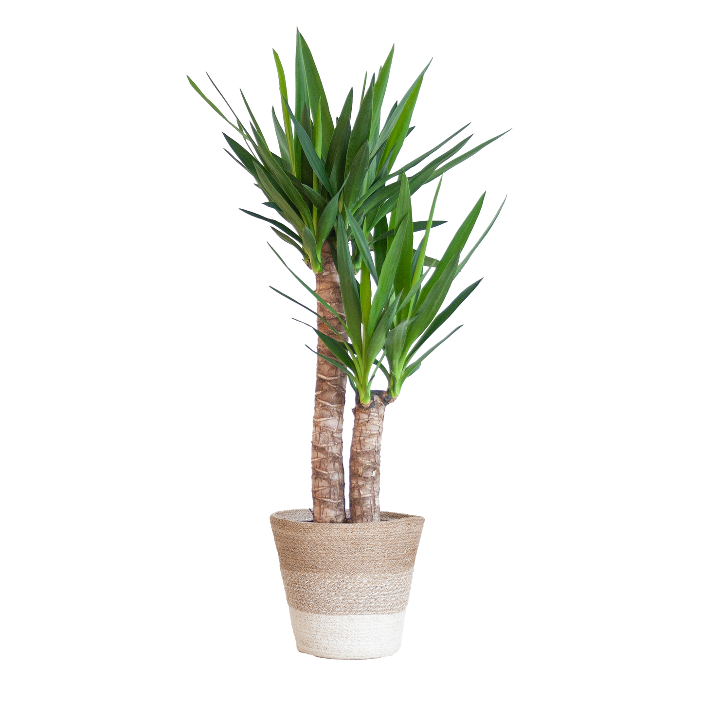 Duurzame kamerplant kopen? Ontdek onze online planten collectie! Makkelijk planten kopen voor een groen interieur. De perfecte planten voor jouw huis, eenvoudig besteld.