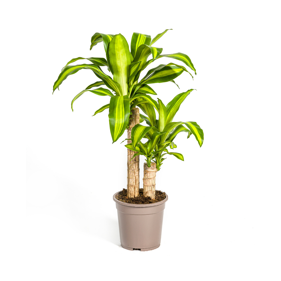 Duurzame kamerplant kopen online
Biologische gewasbescherming
Verhoog de luchtkwaliteit met onze kamerplanten
Online planten kopen – snel en eenvoudig
Gezonde en sterke planten met zorg gekweekt
Verfris je interieur met een duurzame plant