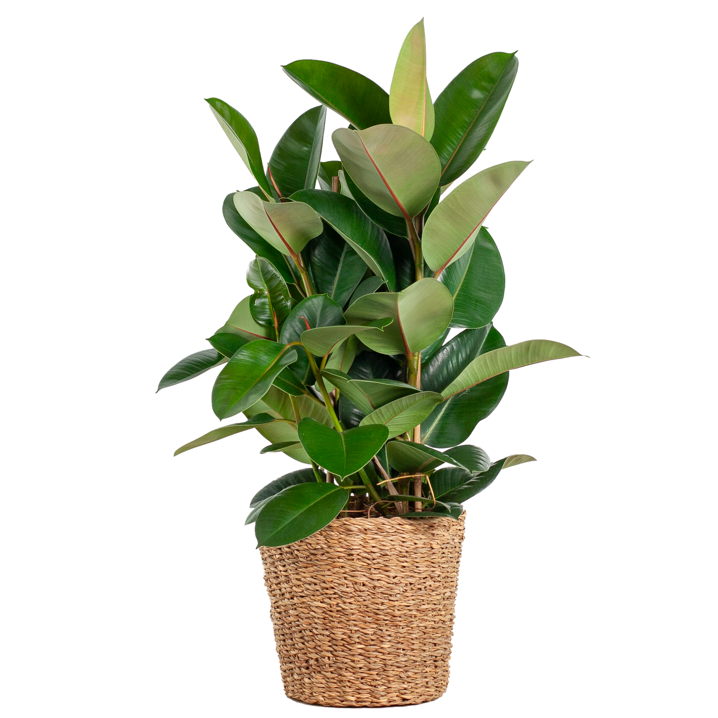 Duurzame kamerplant online planten kopen makkelijk en snel Ficus Elastica Robusta XL perfect voor elk interieur luchtzuiverend en onderhoudsvriendelijk