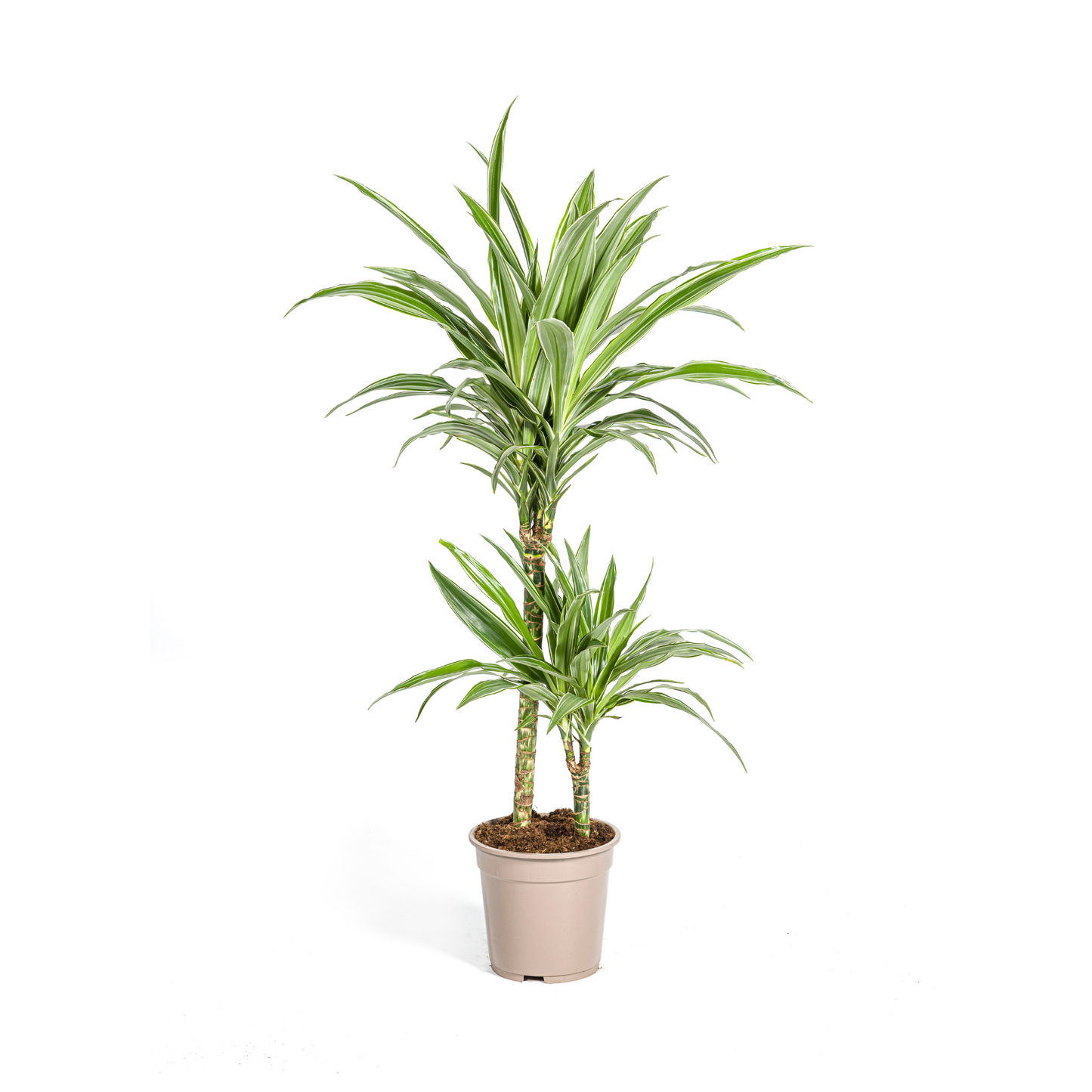 Duurzame kamerplant voor jouw interieur, online planten kopen met biologische gewasbescherming. Voeg groene charme toe aan je huis met onze gezonde planten.