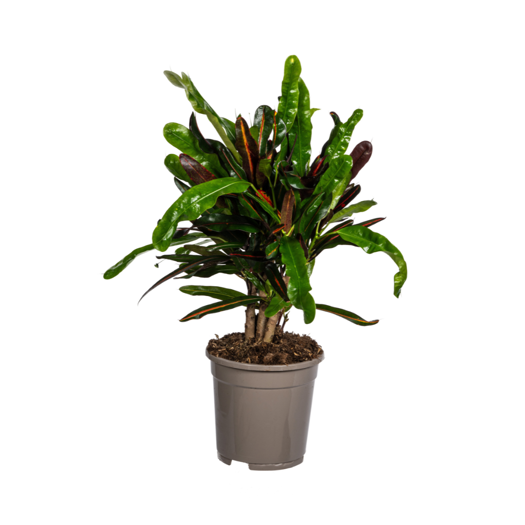 Hier is een SEO-vriendelijke tekst voor in je afbeeldingen:
**Duurzame kamerplant kopen**
Met biologische gewasbescherming geteeld
Kleurrijke Codiaeum 'Croton' Mamey voor je interieur
Online planten snel en verantwoord geleverd
Breng tropische flair in je huis met deze unieke plant
Deze tekst bevat belangrijke SEO-woorden en is geoptimaliseerd om je zichtbaarheid te verbeteren. Heb je nog andere specifieke toepassingen voor de afbeeldingen in gedachten?