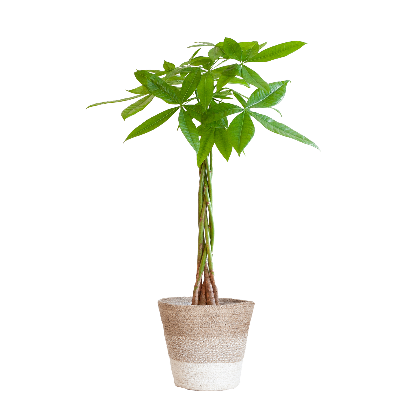 Pachira Aquatica Geldboom – Online planten makkelijk kopen. Duurzame kamerplant met gevlochten stam, perfect om je interieur te verfrissen en vergroenen.