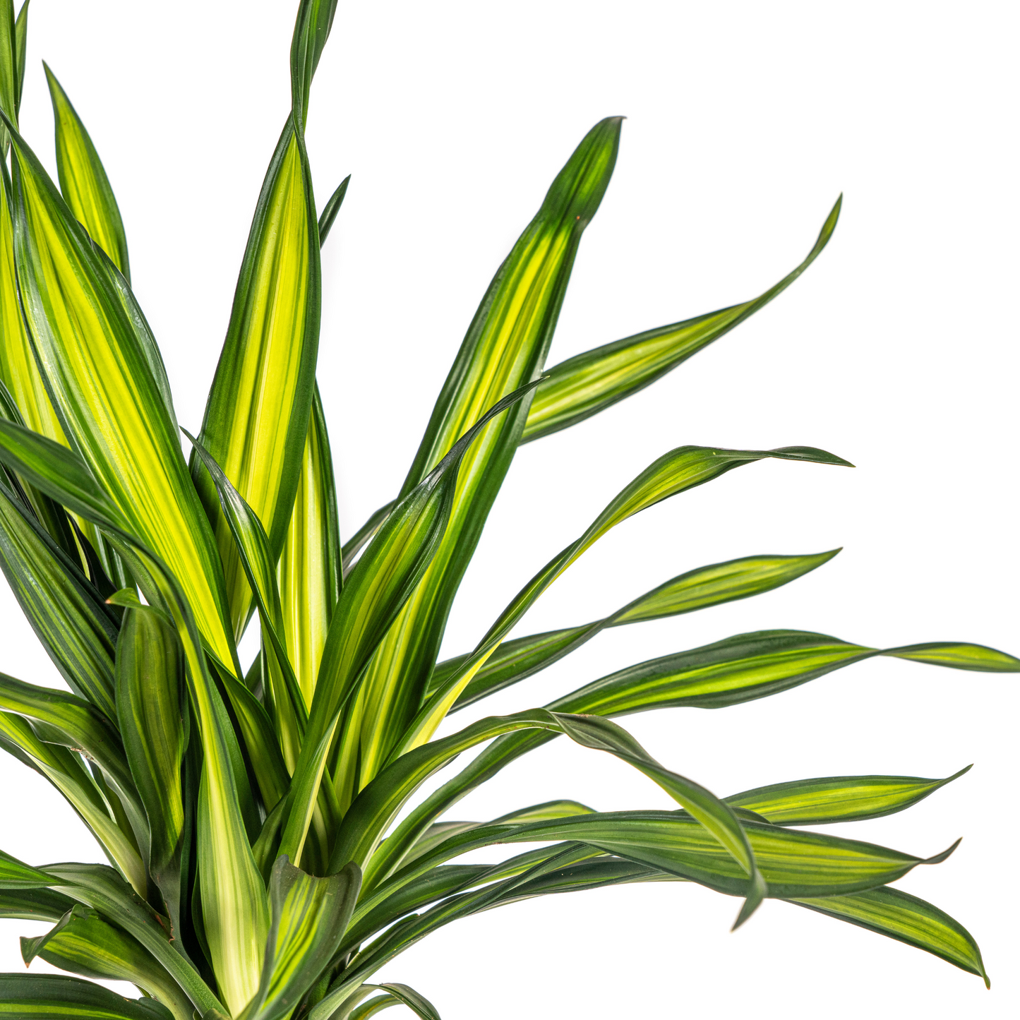 Duurzame kamerplant - Dracaena Deremensis Rikki - 3 plantformaten