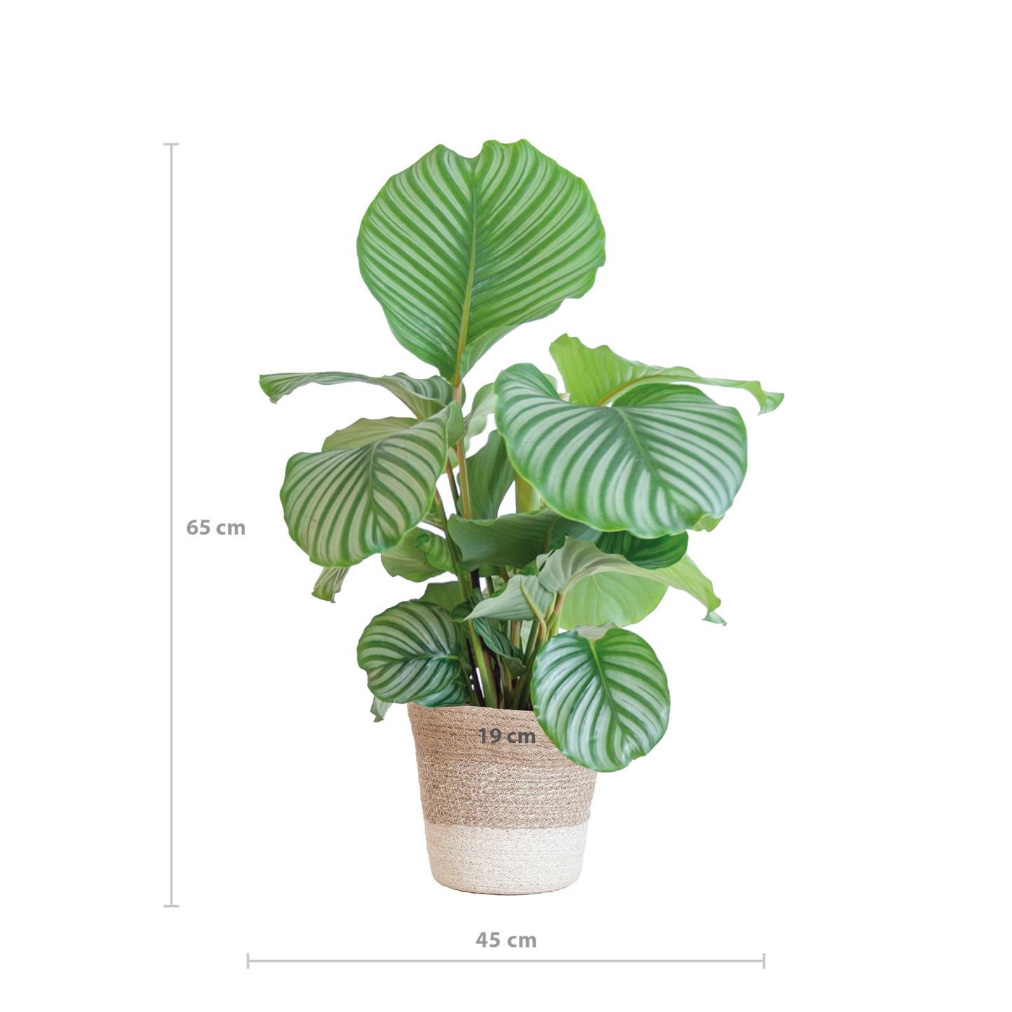Duurzame kamerplant - Calathea Orbifolia - 65cm - Ø19 - Keuze uit 5 unieke potten!