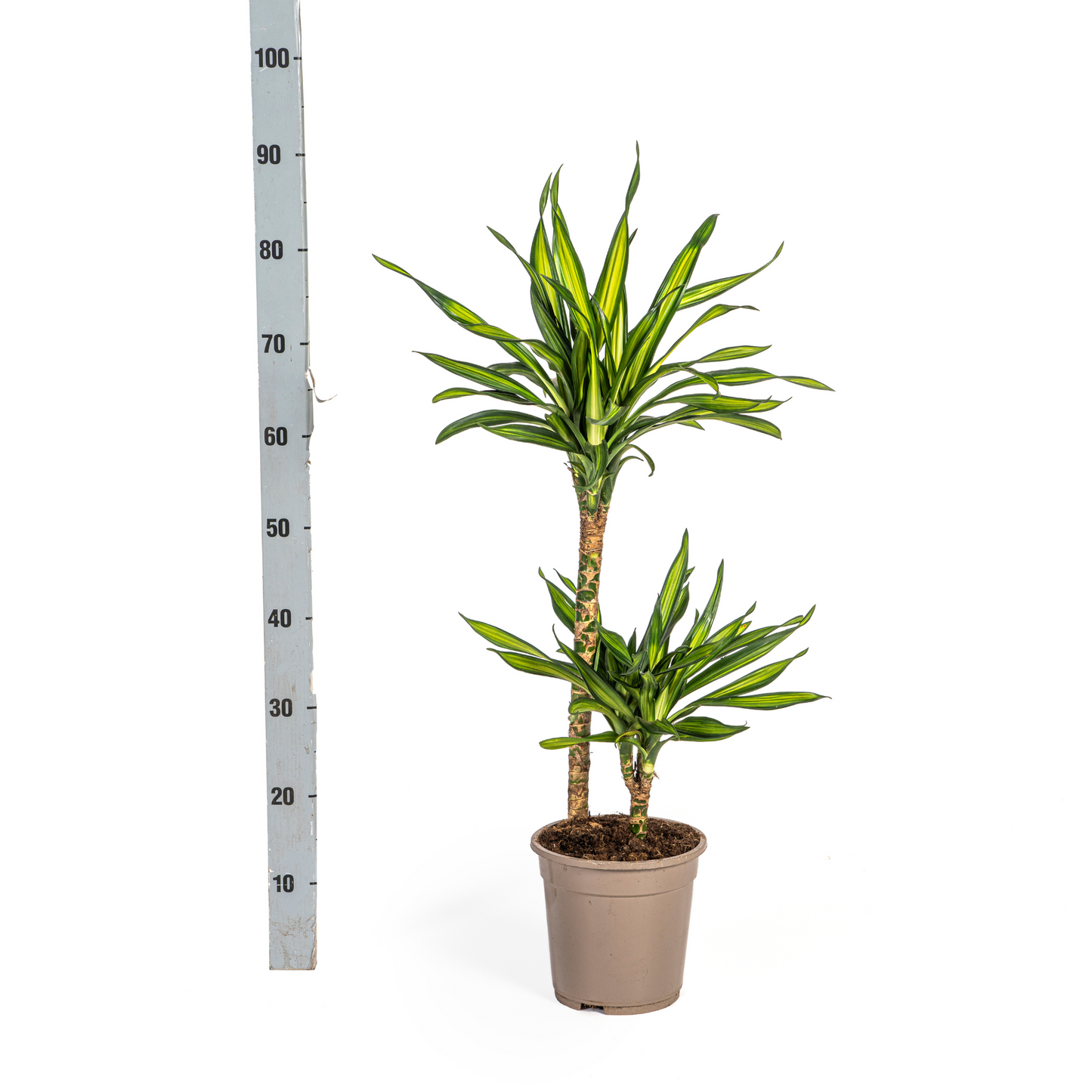 Duurzame kamerplant - Dracaena Deremensis Rikki - 3 plantformaten