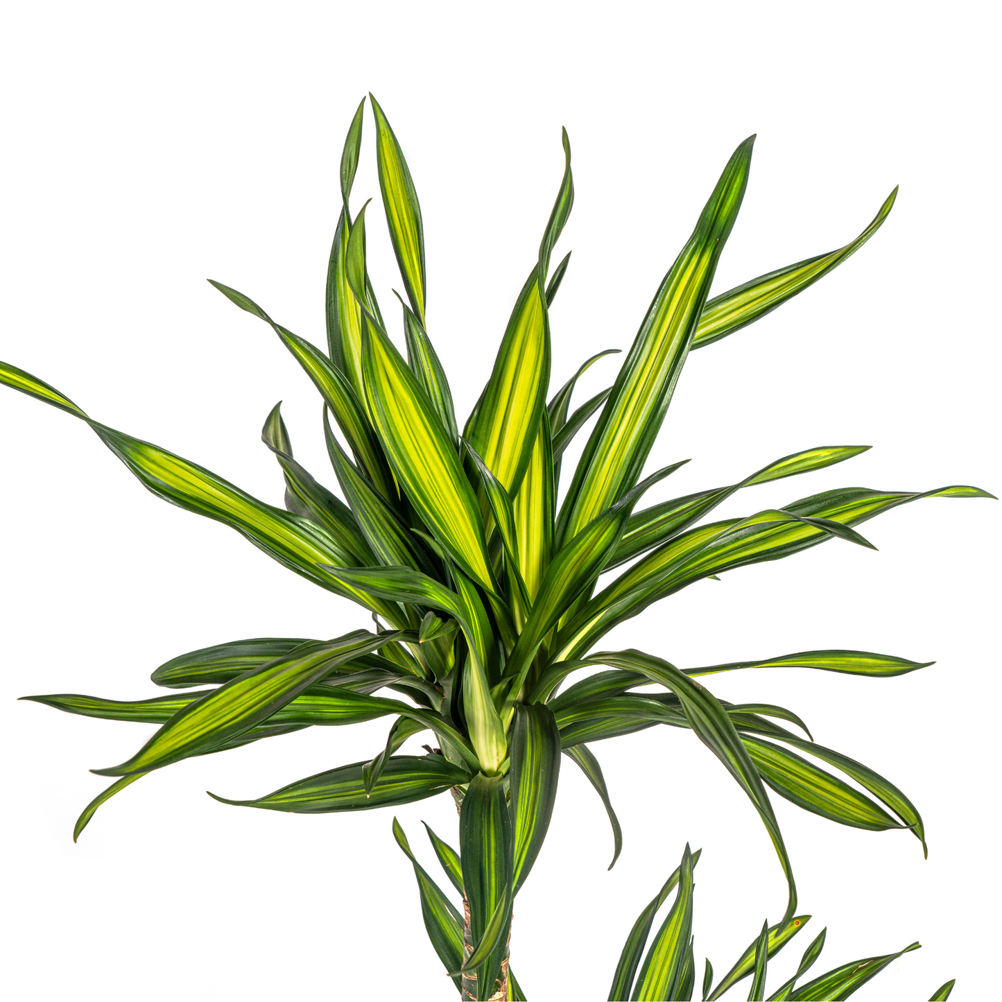 Duurzame kamerplant - Dracaena Deremensis Rikki - 3 plantformaten