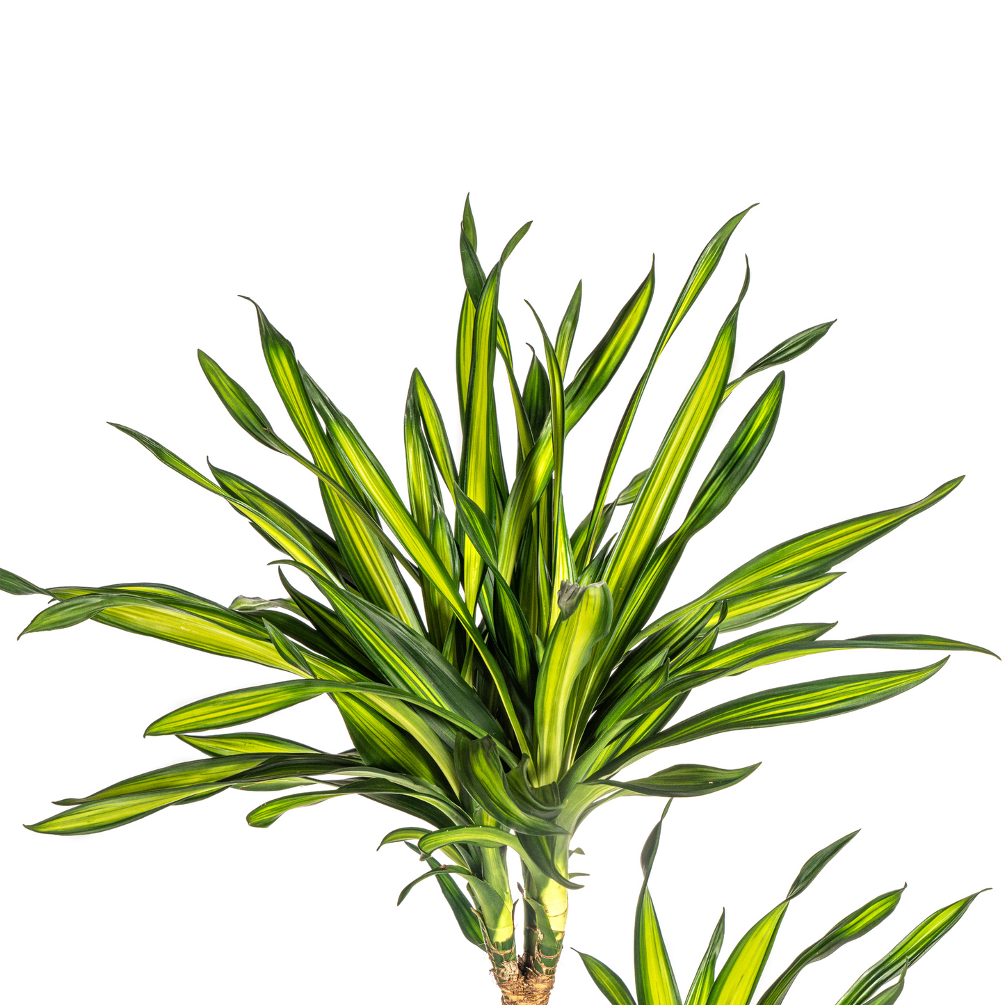 Duurzame kamerplant - Dracaena Deremensis Rikki - 3 plantformaten
