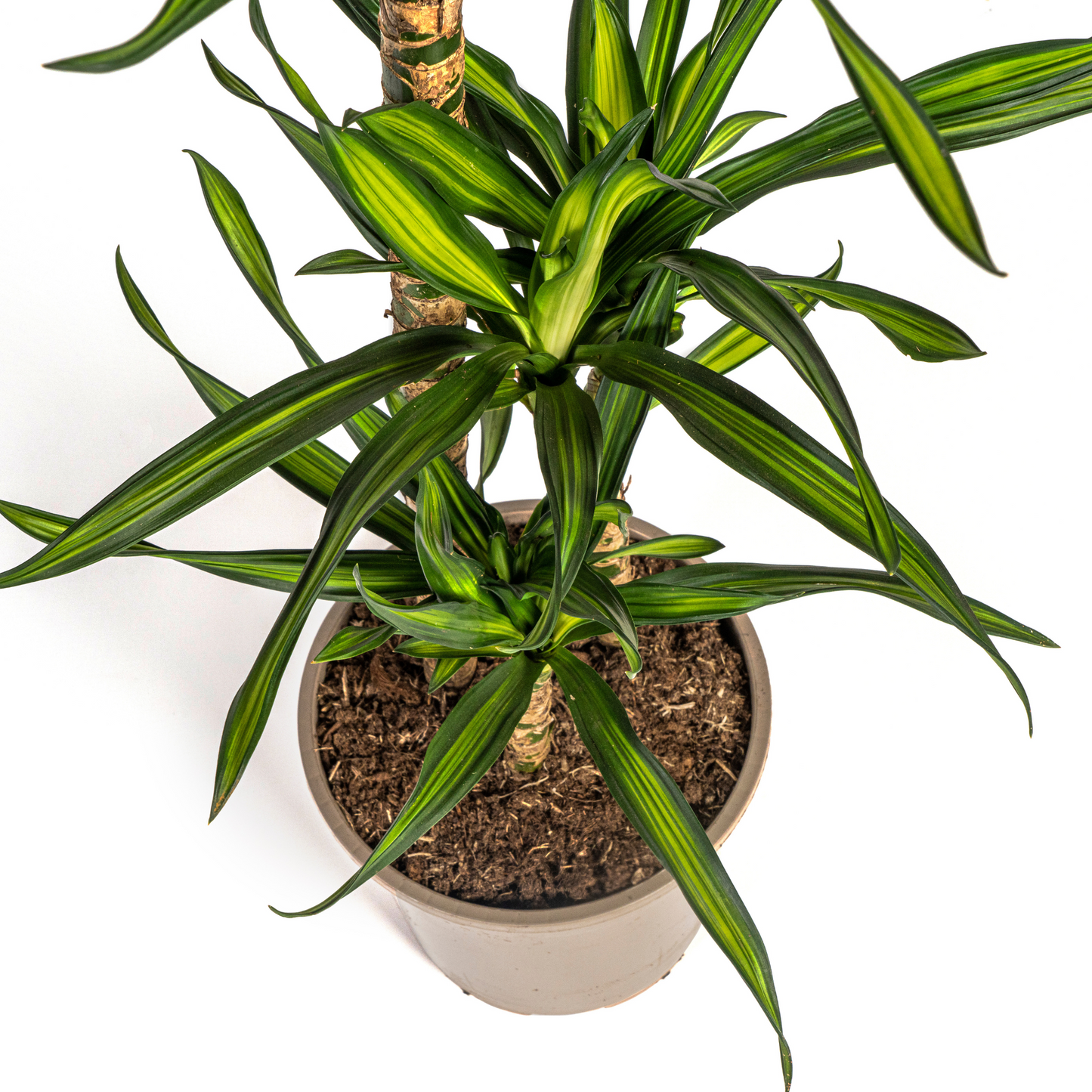 Duurzame kamerplant - Dracaena Deremensis Rikki - 3 plantformaten