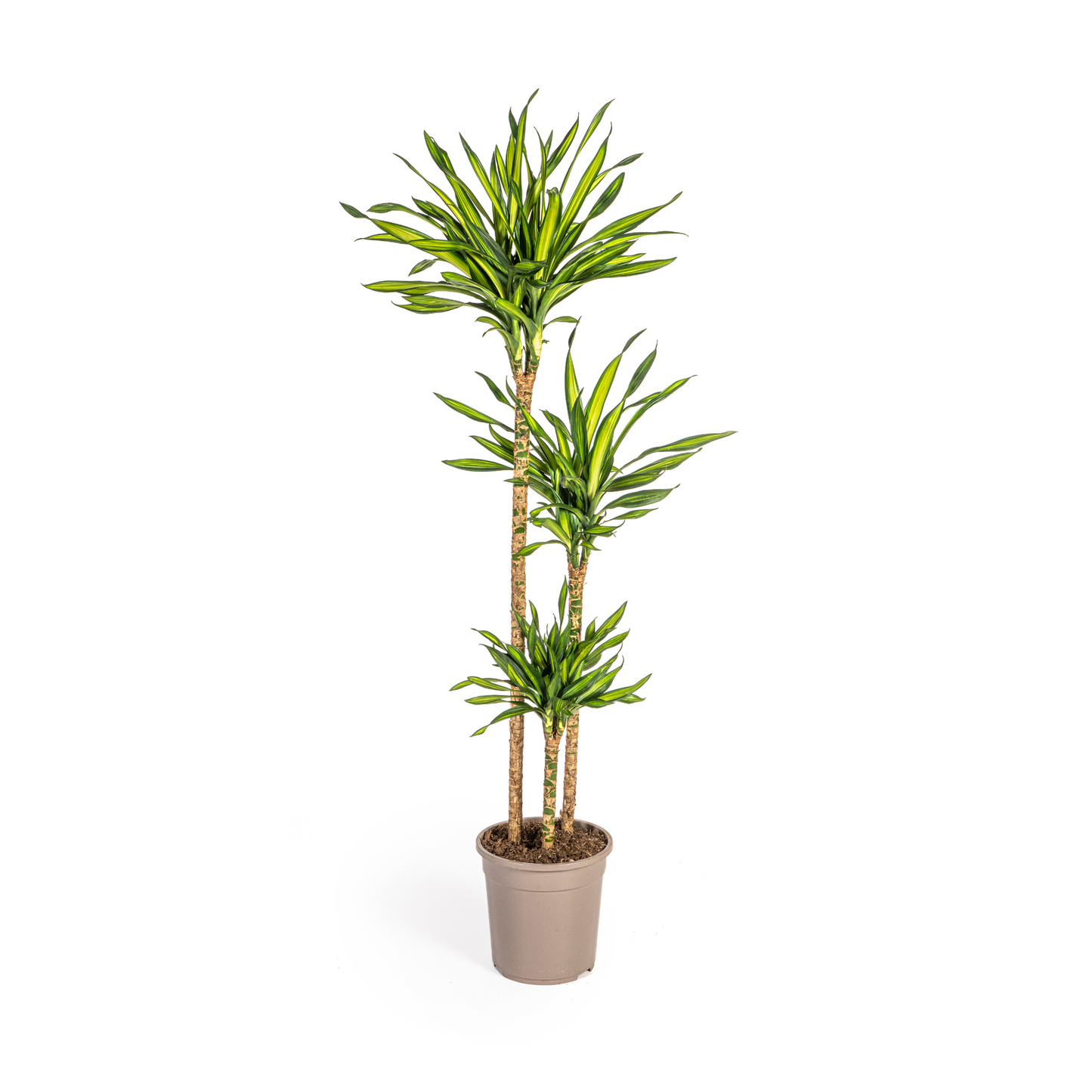 Duurzame kamerplant - Dracaena Deremensis Rikki - 3 plantformaten