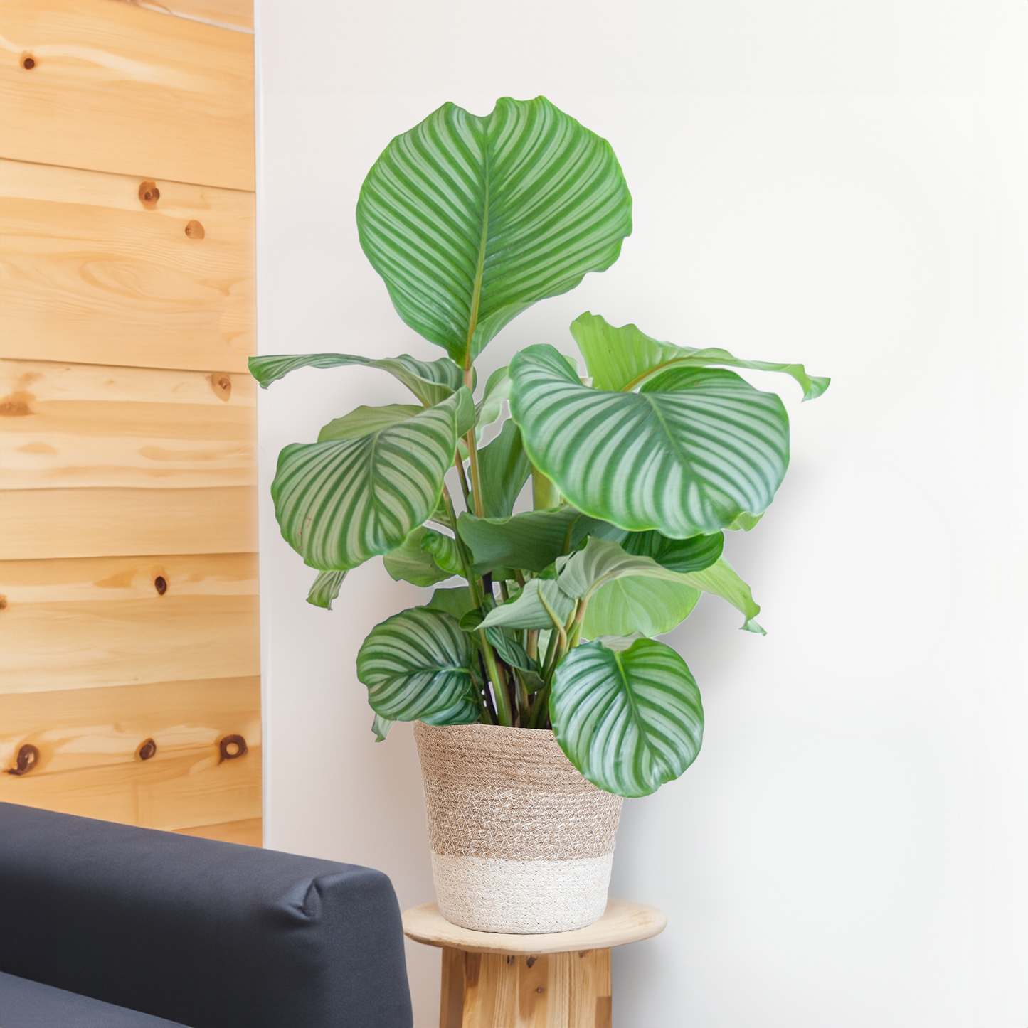Duurzame kamerplant - Calathea Orbifolia - 65cm - Ø19 - Keuze uit 5 unieke potten!
