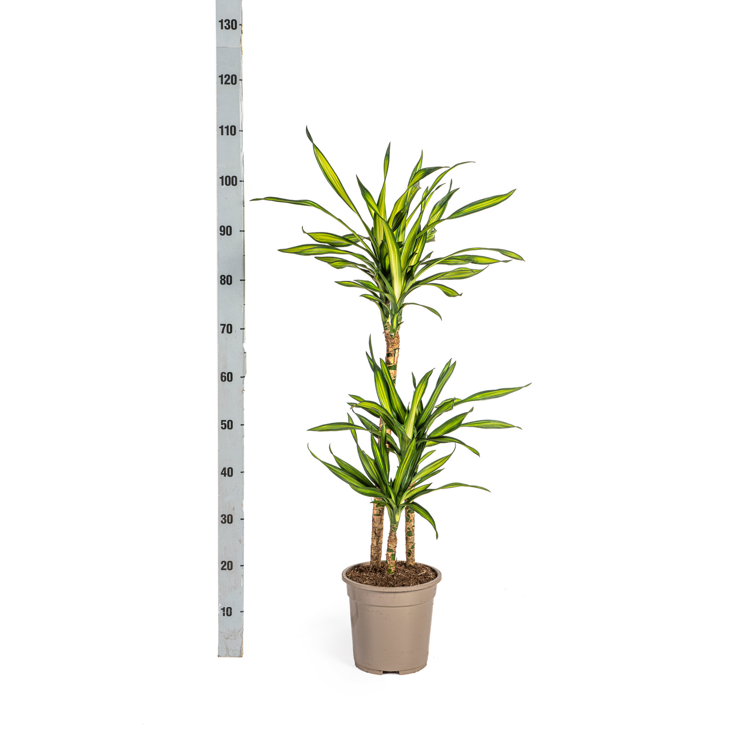 Duurzame kamerplant - Dracaena Deremensis Rikki - 3 plantformaten