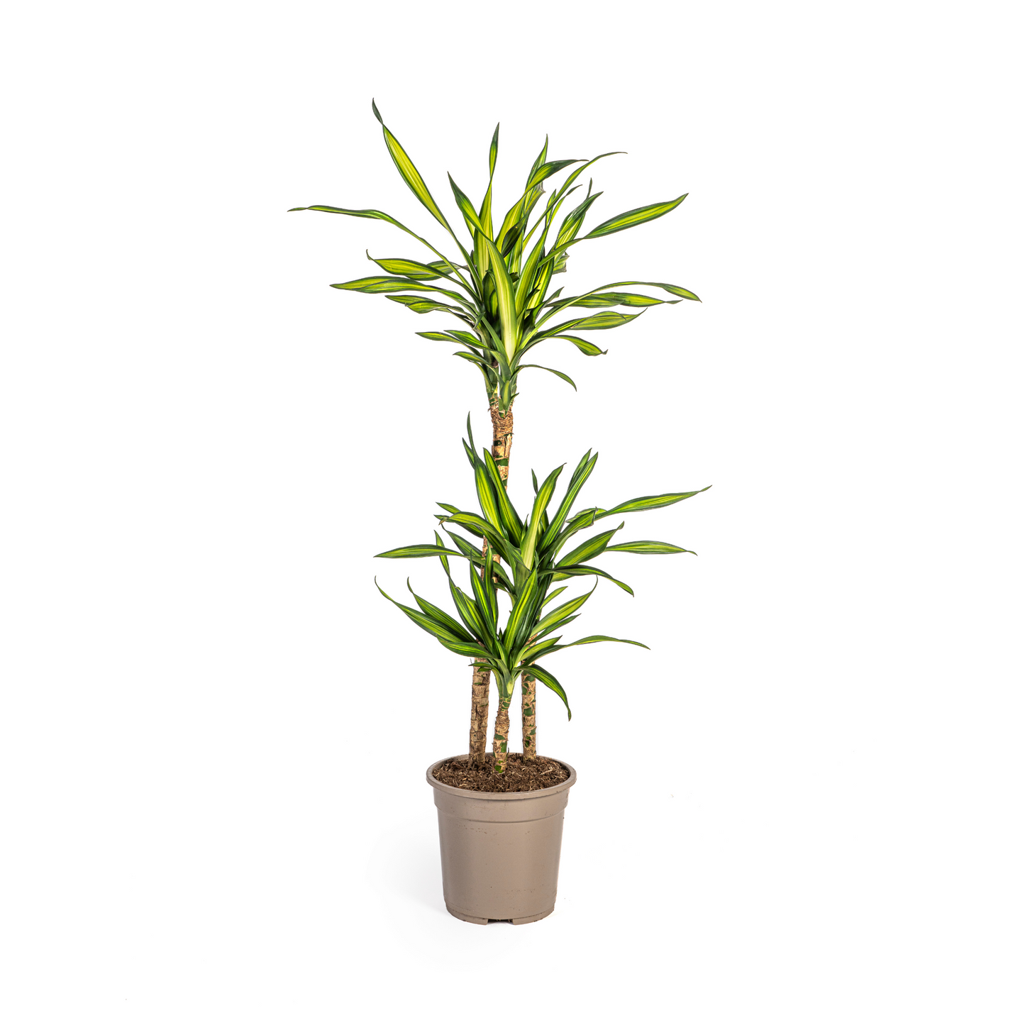 Duurzame kamerplant - Dracaena Deremensis Rikki - 3 plantformaten