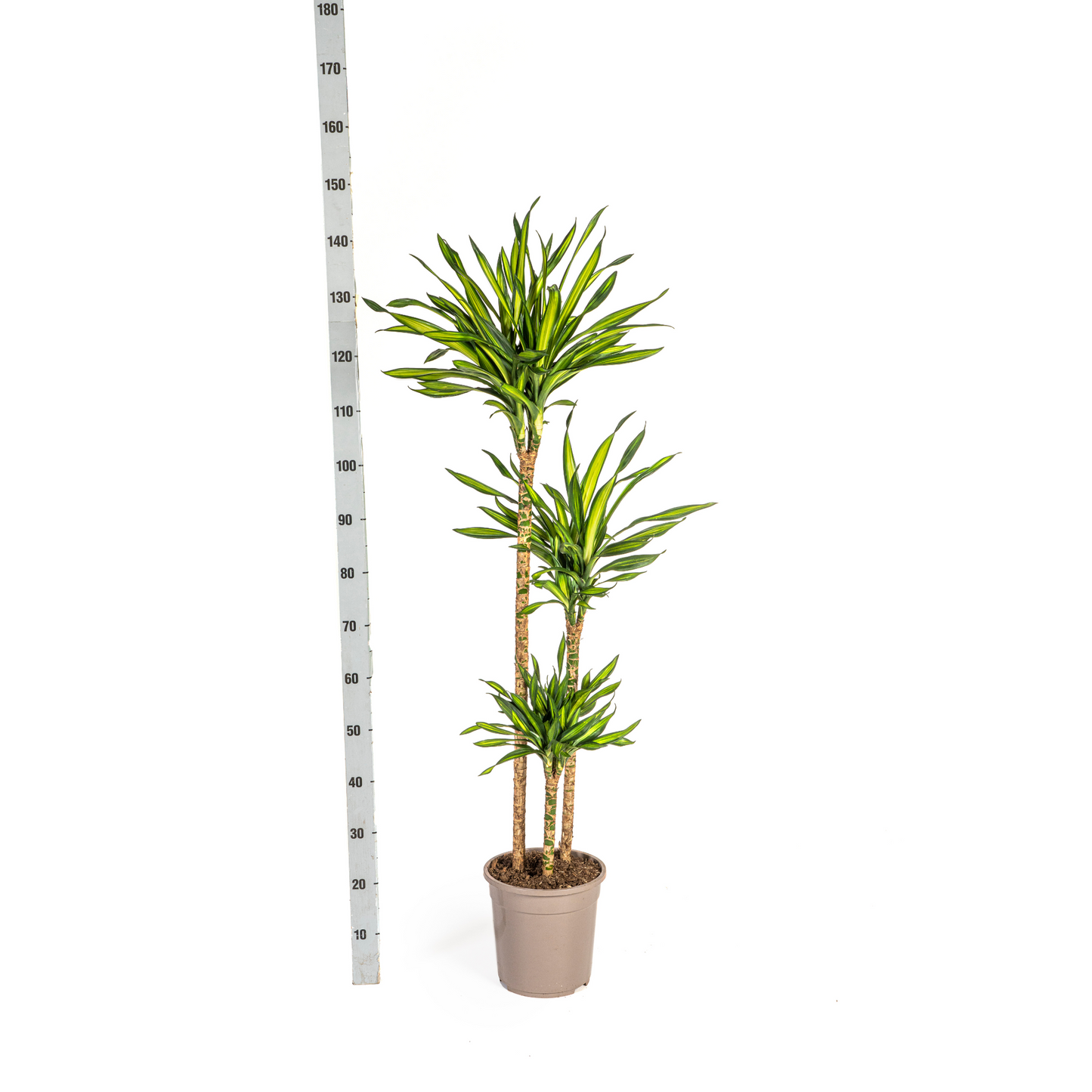 Duurzame kamerplant - Dracaena Deremensis Rikki - 3 plantformaten