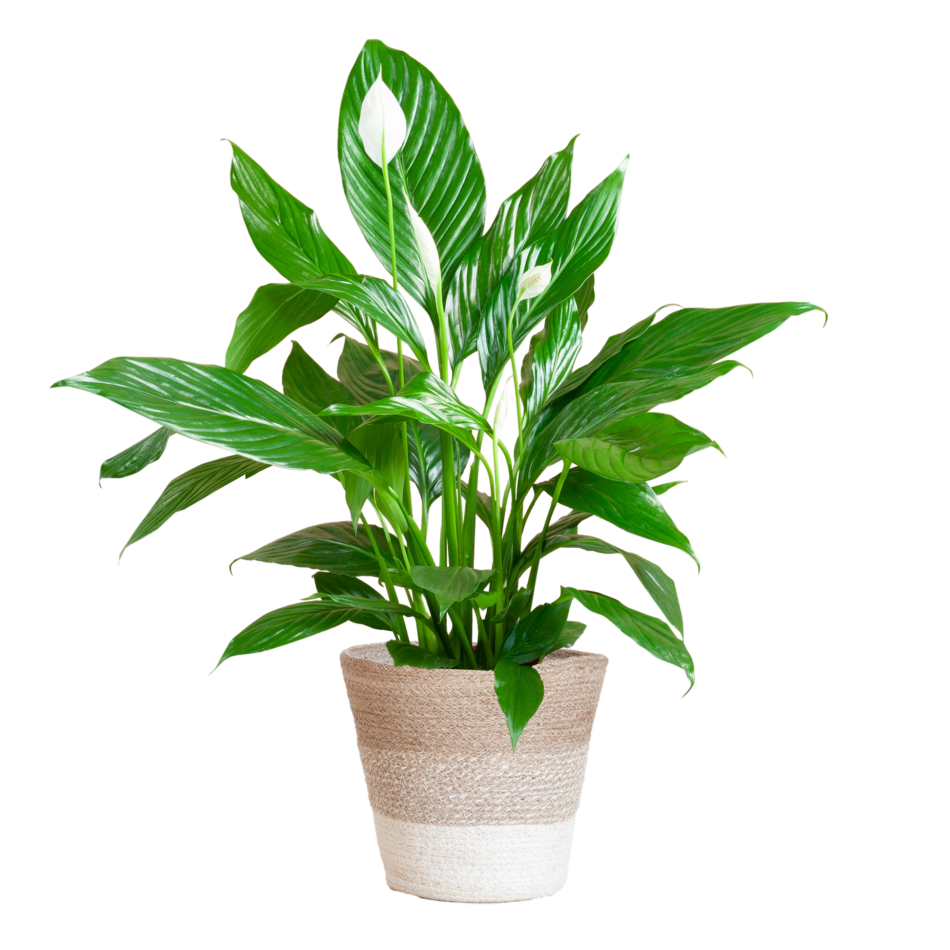 Duik in de wereld van duurzame kamerplanten! Online planten kopen was nog nooit zo makkelijk. Bestel jouw Spathiphyllum Sweet Lauretta en geef je huis kleur!