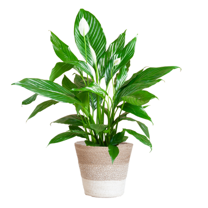 Duik in de wereld van duurzame kamerplanten! Online planten kopen was nog nooit zo makkelijk. Bestel jouw Spathiphyllum Sweet Lauretta en geef je huis kleur!