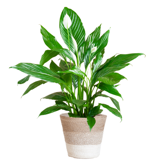 Duik in de wereld van duurzame kamerplanten! Online planten kopen was nog nooit zo makkelijk. Bestel jouw Spathiphyllum Sweet Lauretta en geef je huis kleur!