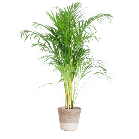 Duurzame Areca palm makkelijk online planten kopenbij hopongreen.