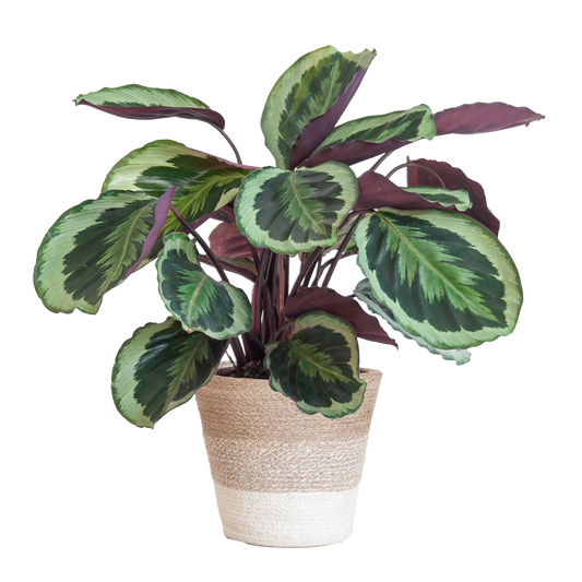 Duurzame Calathea Medaillon makkelijk online planten kopenbij hopongreen.