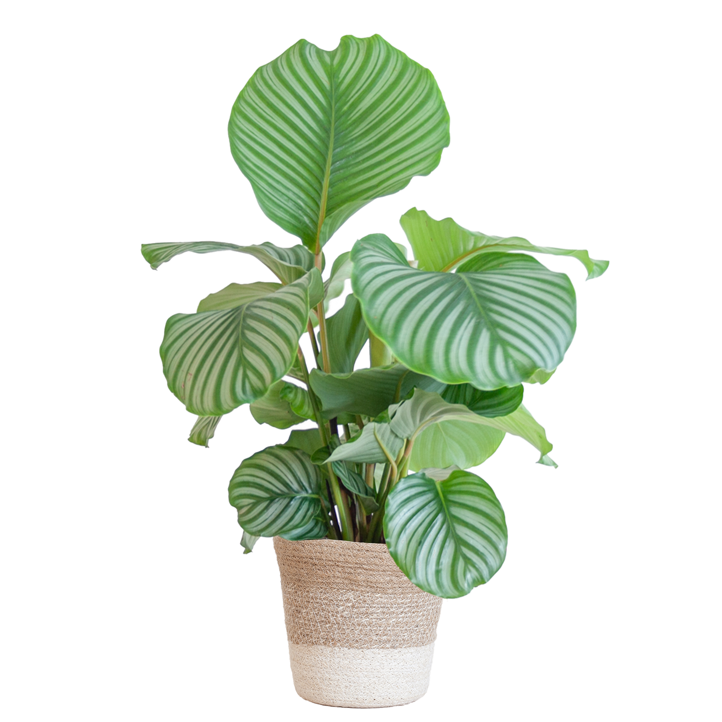  Duurzame Calathea Orbifolia makkelijk online planten kopen bij hopongreen.