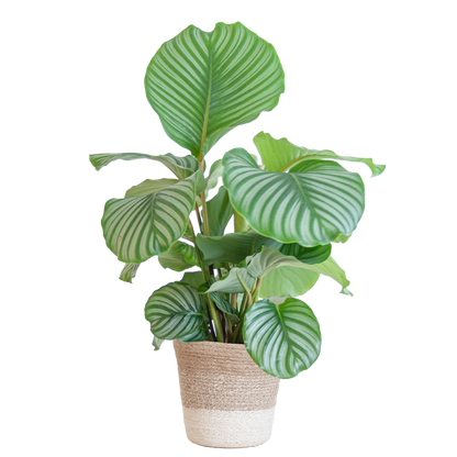  Duurzame Calathea Orbifolia makkelijk online planten kopen bij hopongreen.