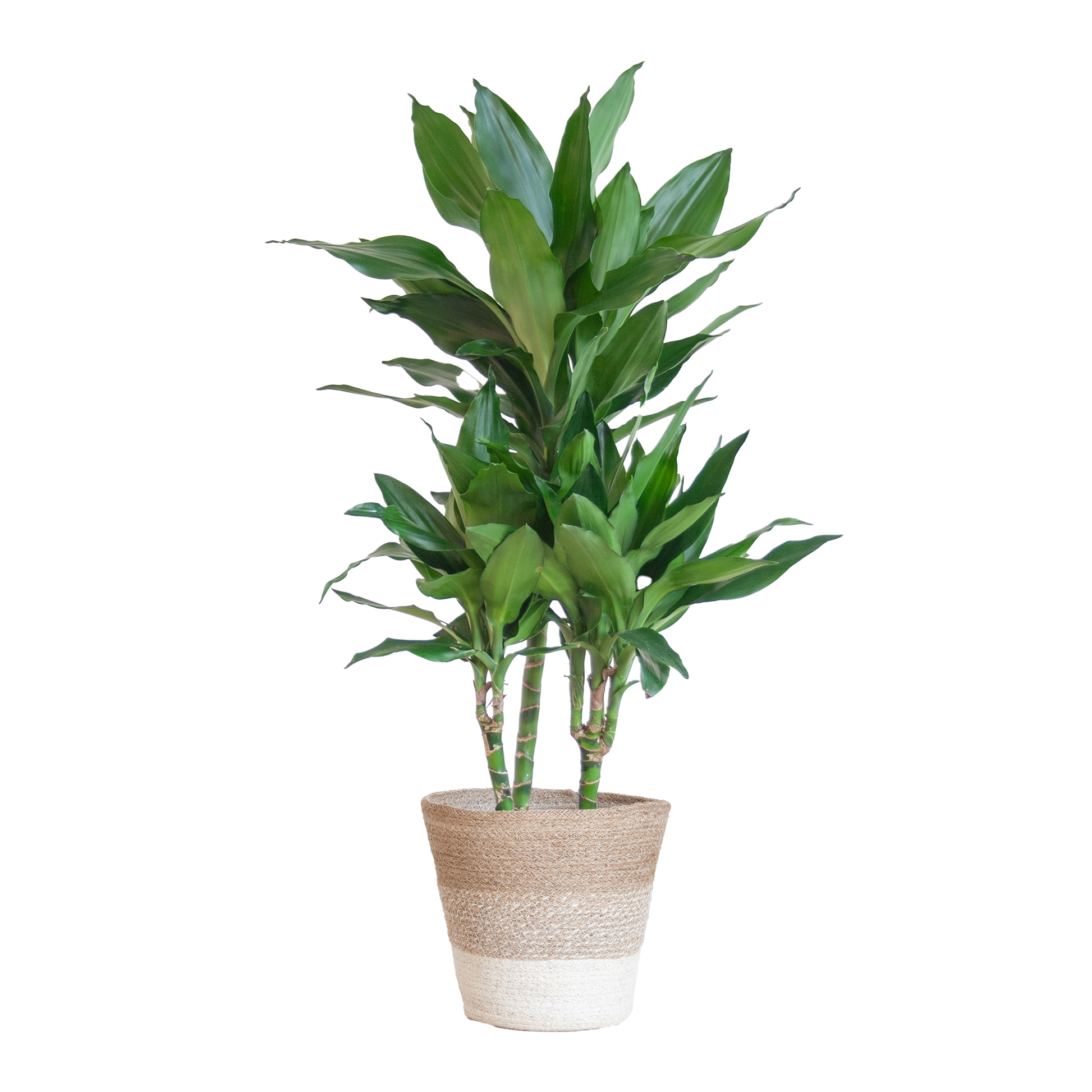 Duurzame Kamerplant Kopen Online - Dracaena Janet Lind, Groene Planten Snel en Makkelijk!