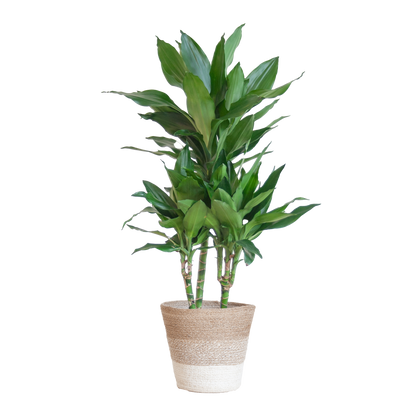 Duurzame Kamerplant Kopen Online - Dracaena Janet Lind, Groene Planten Snel en Makkelijk!