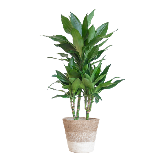Duurzame Kamerplant Kopen Online - Dracaena Janet Lind, Groene Planten Snel en Makkelijk!