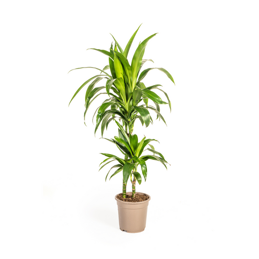 Duurzame kamerplant Dracaena Deremensis Lisa, ideaal voor binnen en opgekweekt met biologische gewasbescherming. Online planten kopen en vergroenen je huis met zorg.
