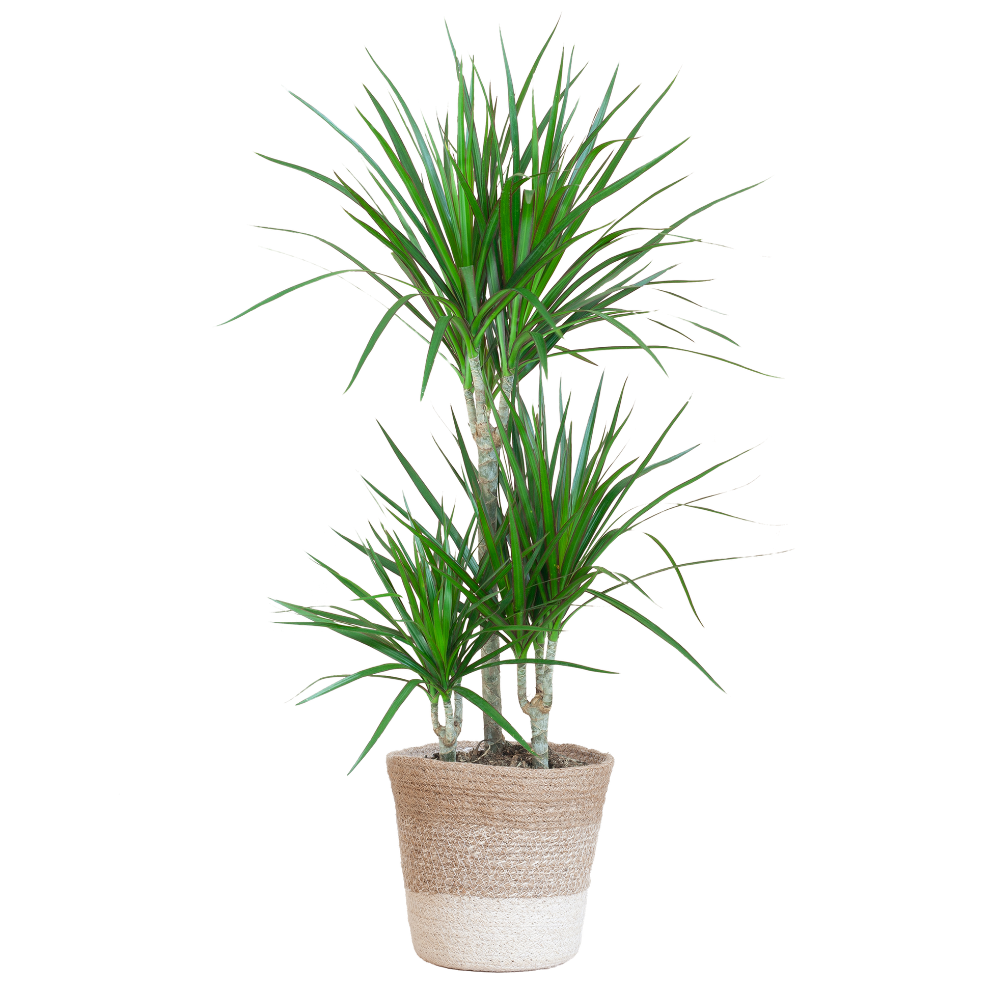 Duurzame kamerplant Dracaena Marginata online kopen. Gemakkelijk te verzorgen, ideaal voor elke kamer. Vergroen je huis met onze planten en bestel snel online!
