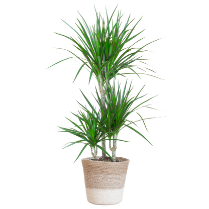 Duurzame kamerplant Dracaena Marginata online kopen. Gemakkelijk te verzorgen, ideaal voor elke kamer. Vergroen je huis met onze planten en bestel snel online!

