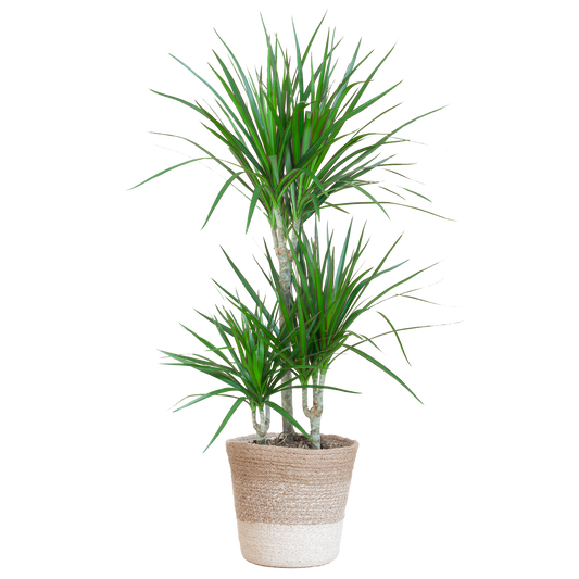 Duurzame kamerplant Dracaena Marginata online kopen. Gemakkelijk te verzorgen, ideaal voor elke kamer. Vergroen je huis met onze planten en bestel snel online!
