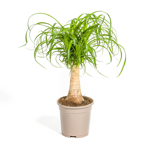 Duurzame kamerplant, biologische gewasbescherming, online planten kopen, verfris je huis met gezonde planten, gemakkelijk planten kopen voor een groen interieur.
