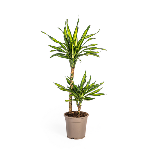 Duurzame kamerplant eenvoudig bestellen via online planten shop. Planten kopen met biologische gewas bescherming. Groen, luchtzuiverend & stijlvol.

