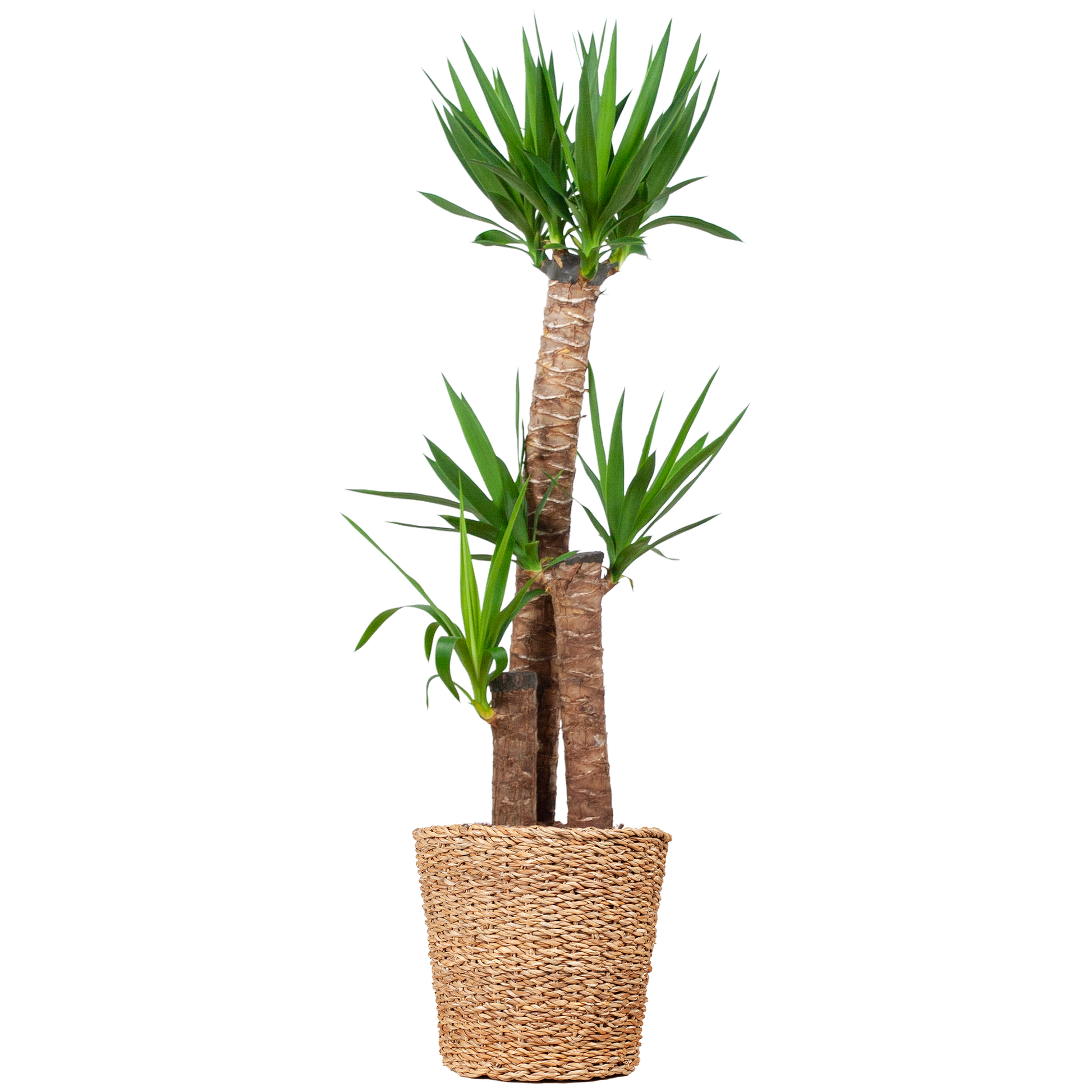 Duurzame kamerplant eenvoudig online planten kopen Yucca XL luchtzuiverend onderhoudsvriendelijk snel geleverd perfect voor elk interieur


