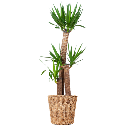 Duurzame kamerplant eenvoudig online planten kopen Yucca XL luchtzuiverend onderhoudsvriendelijk snel geleverd perfect voor elk interieur

