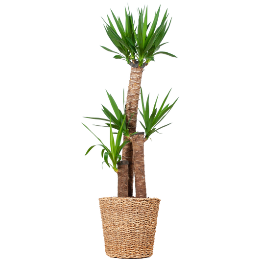 Duurzame kamerplant eenvoudig online planten kopen Yucca XL luchtzuiverend onderhoudsvriendelijk snel geleverd perfect voor elk interieur

