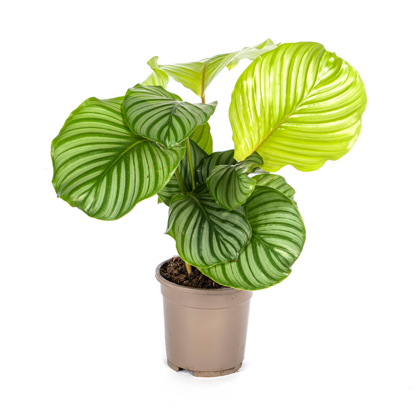Duurzame kamerplant kopen
Biologische gewasbescherming voor gezonde planten
Calathea Orbifolia met unieke bladeren
Online planten snel en veilig kopen
Verfris je huis met tropisch groen

