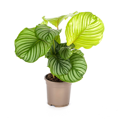 Duurzame kamerplant kopen
Biologische gewasbescherming voor gezonde planten
Calathea Orbifolia met unieke bladeren
Online planten snel en veilig kopen
Verfris je huis met tropisch groen

