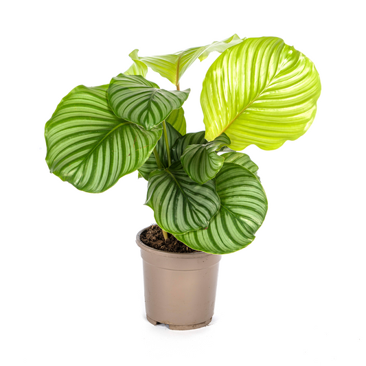 Duurzame kamerplant kopen
Biologische gewasbescherming voor gezonde planten
Calathea Orbifolia met unieke bladeren
Online planten snel en veilig kopen
Verfris je huis met tropisch groen

