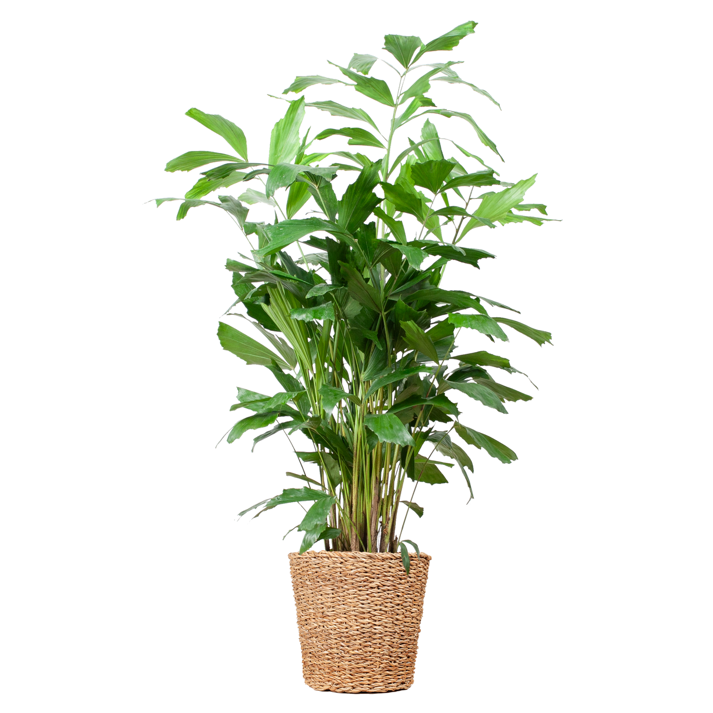 "Duurzame kamerplant kopen? Caryota Mitis XL online planten snel en makkelijk kopen. Geef je interieur een groene boost met de Vinnetjespalm!"

