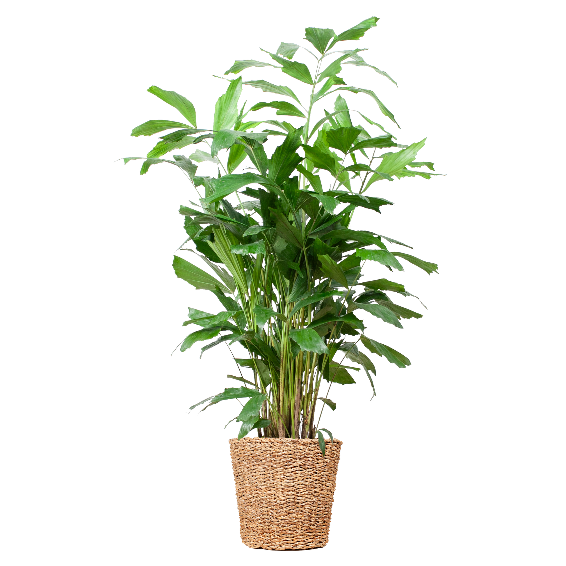 "Duurzame kamerplant kopen? Caryota Mitis XL online planten snel en makkelijk kopen. Geef je interieur een groene boost met de Vinnetjespalm!"
