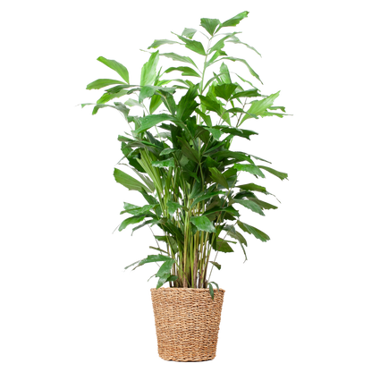 "Duurzame kamerplant kopen? Caryota Mitis XL online planten snel en makkelijk kopen. Geef je interieur een groene boost met de Vinnetjespalm!"
